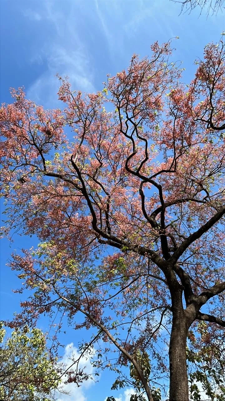 Native Costa Rican tree Roble de Savana